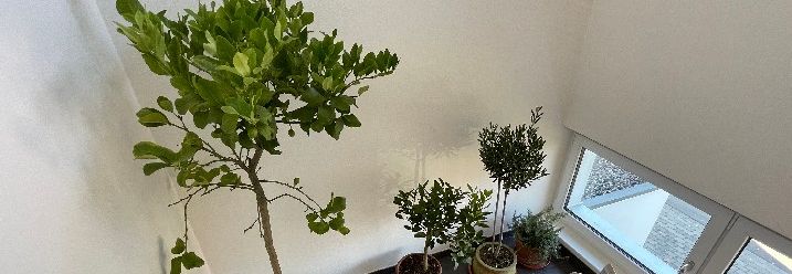 Pflanzen überwintern im Hausflur